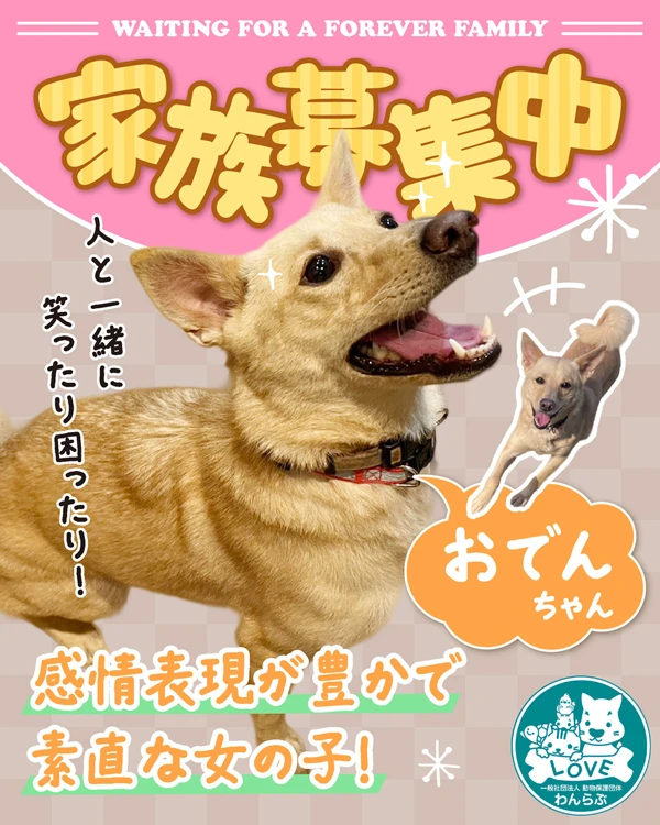 里親募集バナー