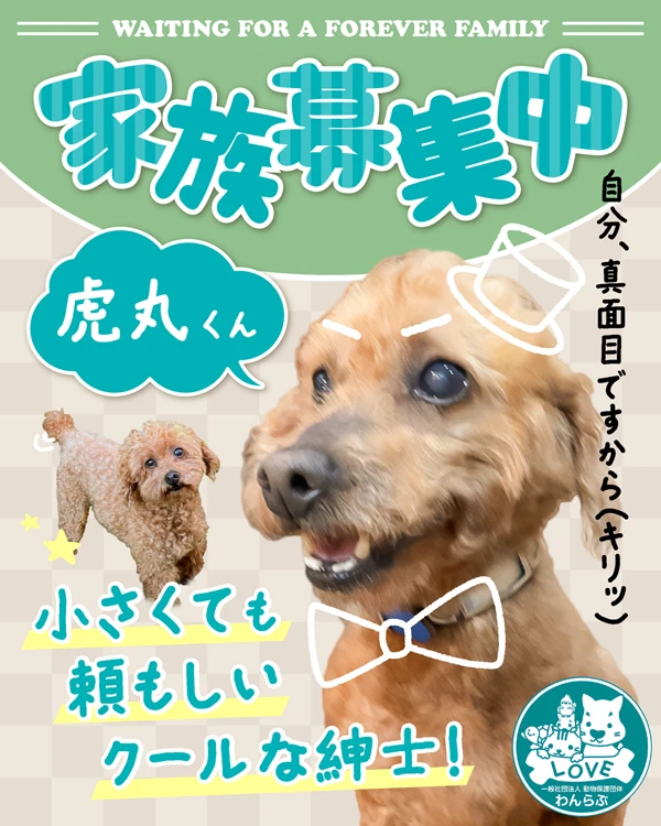 里親募集バナー